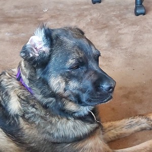 Fundraising Page: Patti Resendes